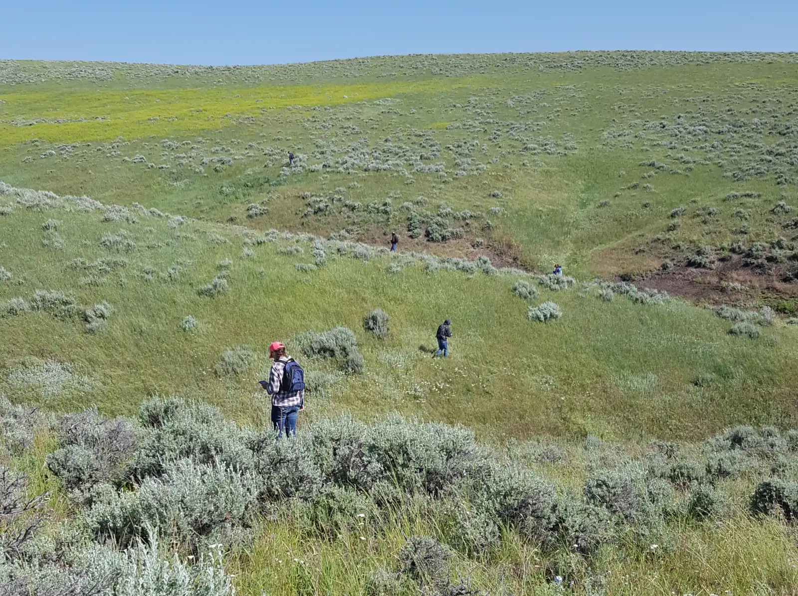Field crew surveying grasses and sagebrush across a green hillside.