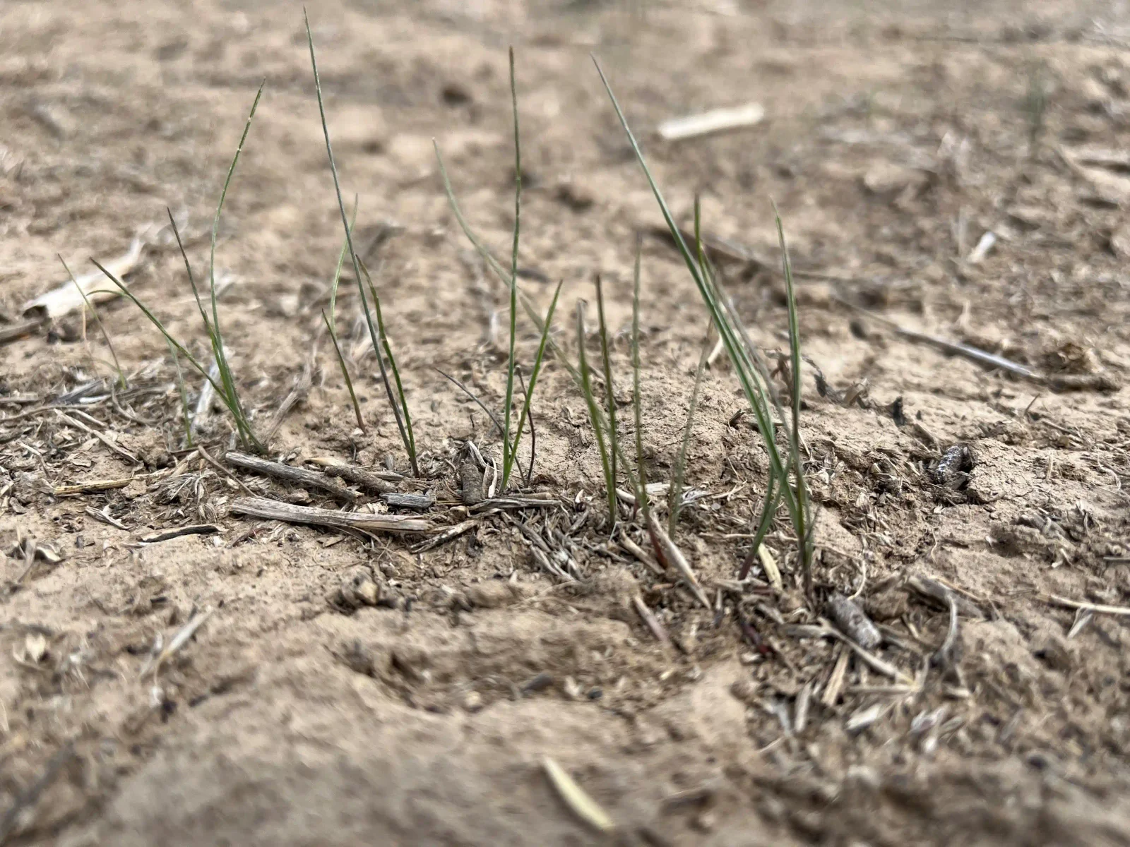 Young grass seedlings emerging from dry soil scattered with plant litter.