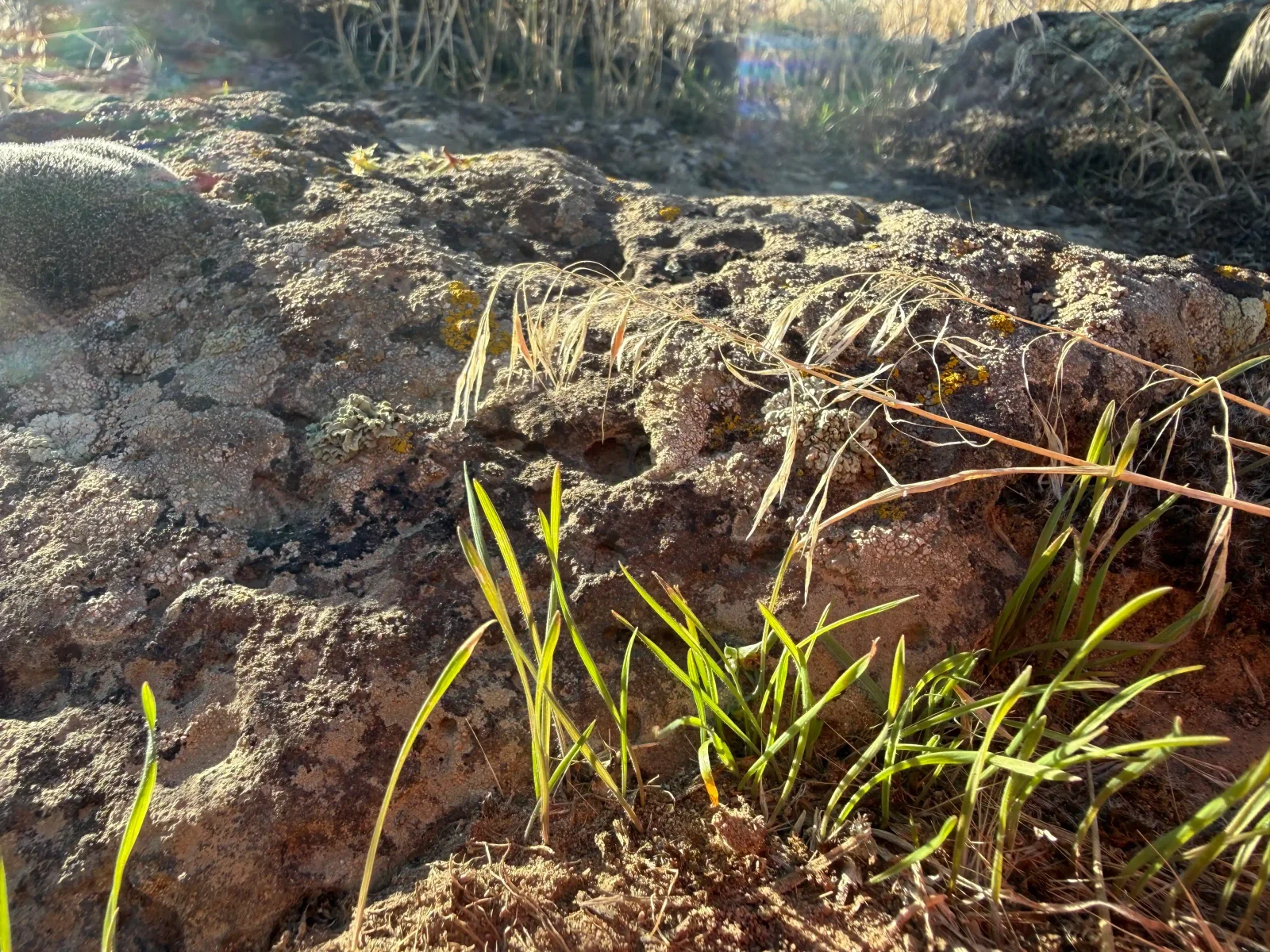 Green and dry grasses growing among lichen-covered rocks.