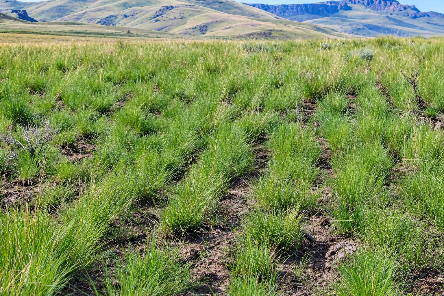 Rows of green grasses growing in open rangeland beneath distant hills.
