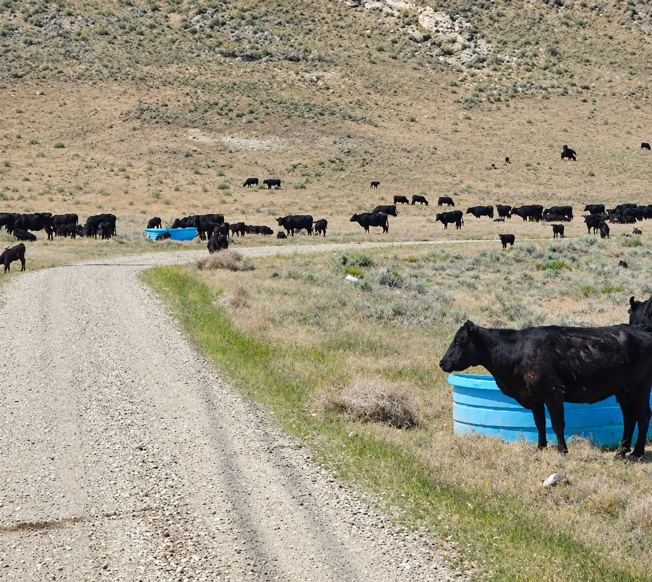 Cattle grazing on sagebrush rangeland beside a gravel road and blue water troughs.